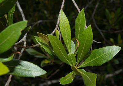 Wax Myrtle