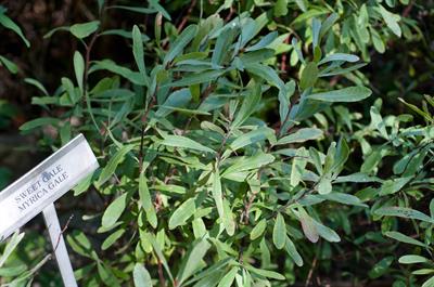 Bayberry Family، بومی امریکا