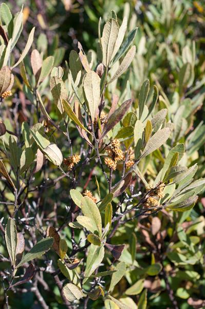 Myrica gale - میرکای معطر (گال معطر)