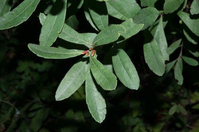 Myrica gale