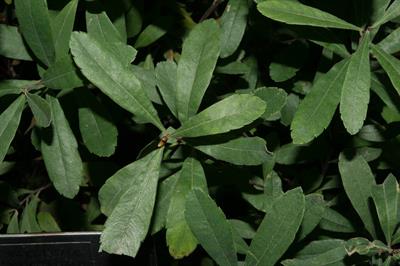  Bog-myrtle
