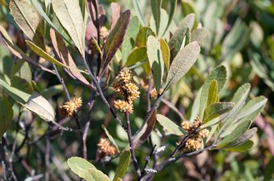 میرکای معطر (گال معطر)