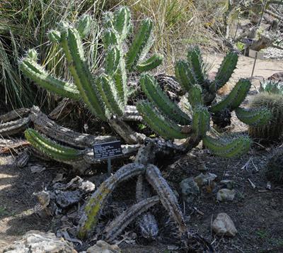 Candelabra Cactus
