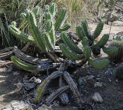 candelabra cactus