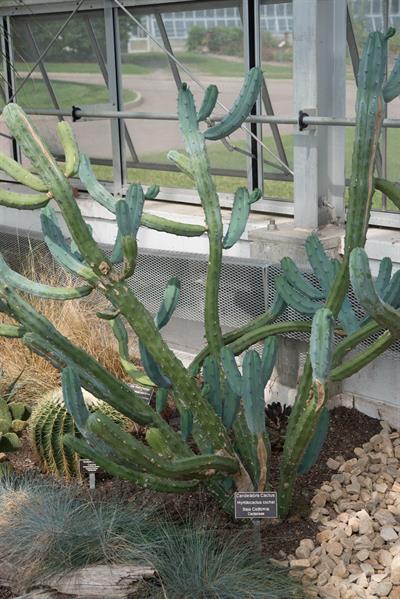 Myrtillocactus cocha