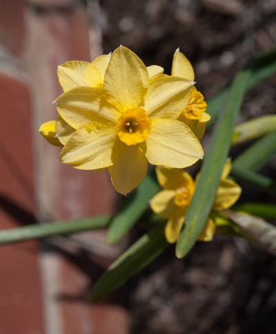 Narcissus