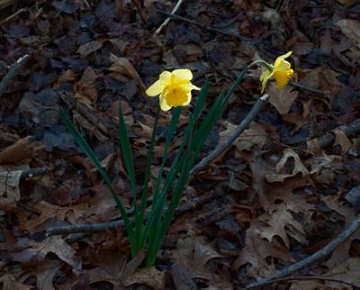 Narcissus