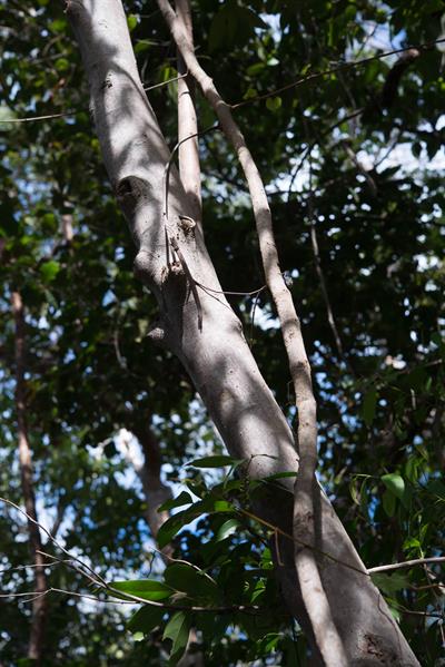 Nectandra coriacea - نکتاندرا چرمی (لنس‌وود)