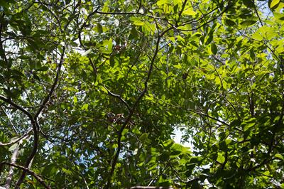 Nectandra coriacea