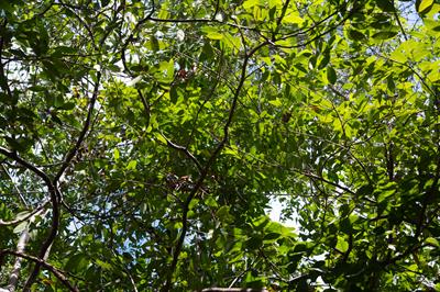 Nectandra coriacea - نکتاندرا چرمی (لنس‌وود)