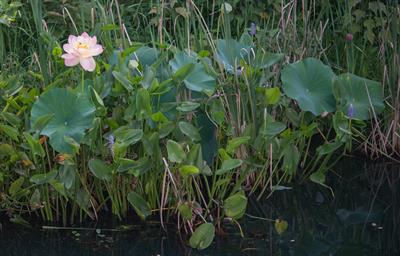 Nelumbo nucifera