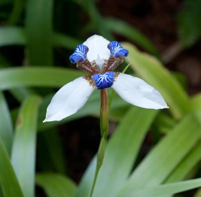 Neomarica bicolor