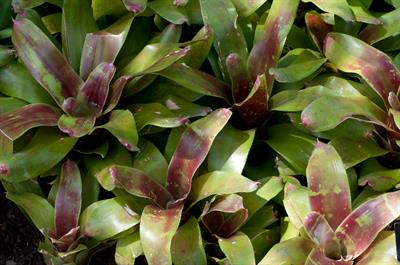 Neoregelia