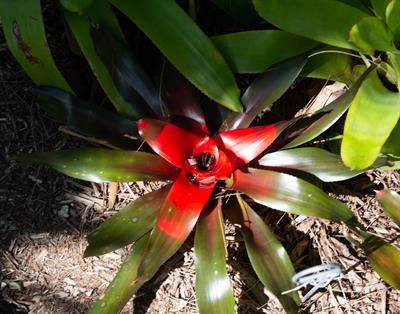 Blushing bromeliad