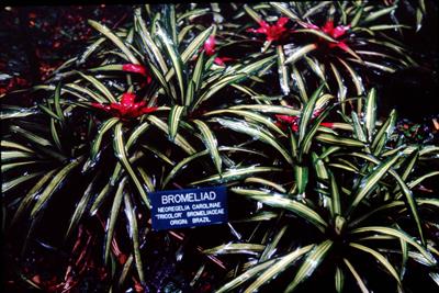 blushing bromeliad