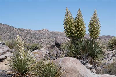 Nolina bigelovii (Torr.) S. Watson