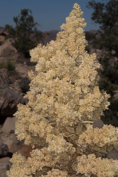 Nolina bigelovii
