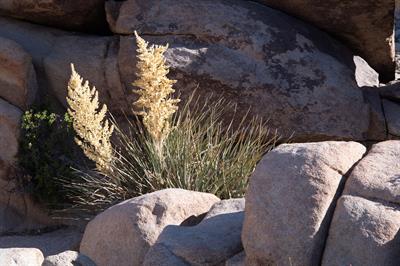 نولینا بیگلووی