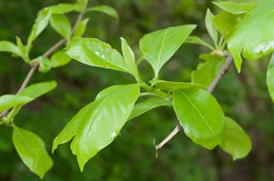 بلاک گوم، black tupelo