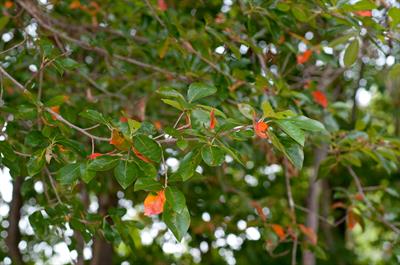 Nyssa sylvatica
