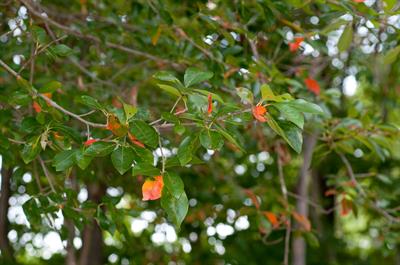 توپلو سیاه (نایسا جنگلی)