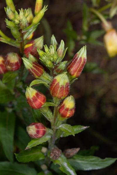 Oenothera biennis - گل مغربی وحشی