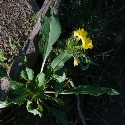 Oenothera fruticosa