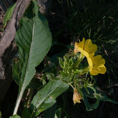Oenothera fruticosa - مغربی
