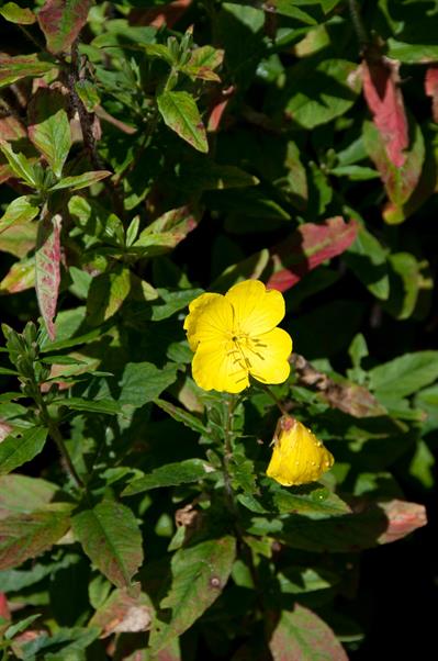 Oenothera fruticosa
