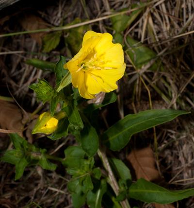Oenothera villosa