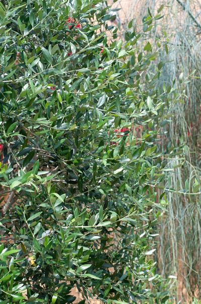 Olea europaea - زیتون معمولی