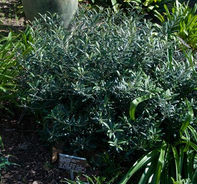 Olea europaea’