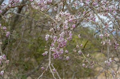 Desert Ironwood