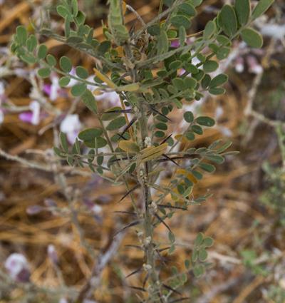 Desert ironwood