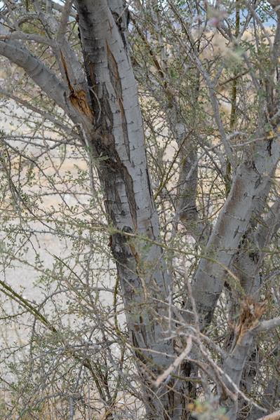 Olneya tesota A. Gray