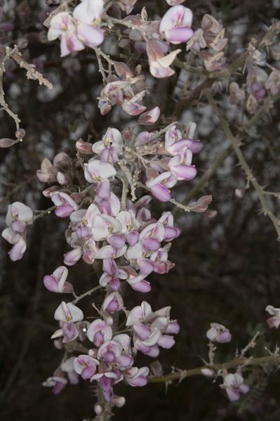 آیرونوود بیابانی (چوب‌آهن بیابانی)