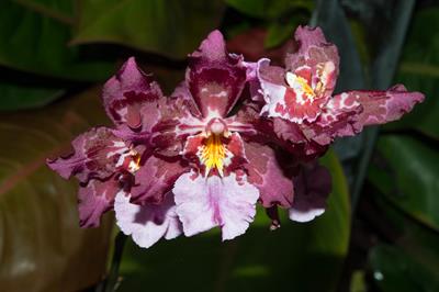 Oncidium Burgundy