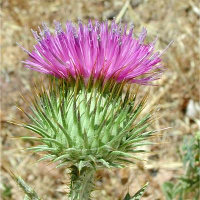 Onopordon acanthium
