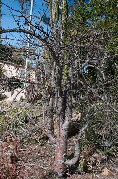 درخت فیل ماداگاسکار (اپرکولیکاریا)