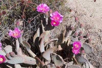 Beavertail Cactus