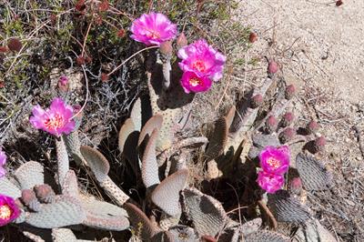 Beavertail cactus