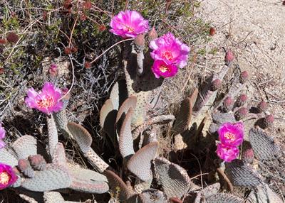 Beavertail cactus