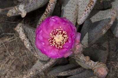 کاکتوس دم‌بیور (انجیر هندی بی‌دُم)