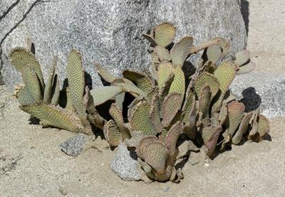 Beavertail cactus