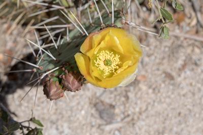 از خانواده Cactaceae