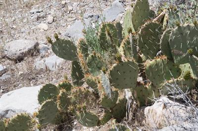 Opuntia chlorotica - انجیر تیغی صفحه‌ای