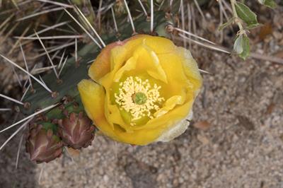 Opuntia chlorotica