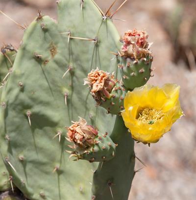 Opuntia engelmannii