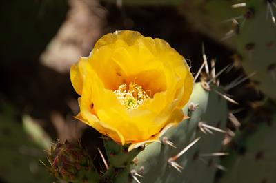 Opuntia engelmannii