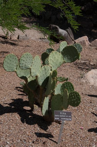 Opuntia engelmannii